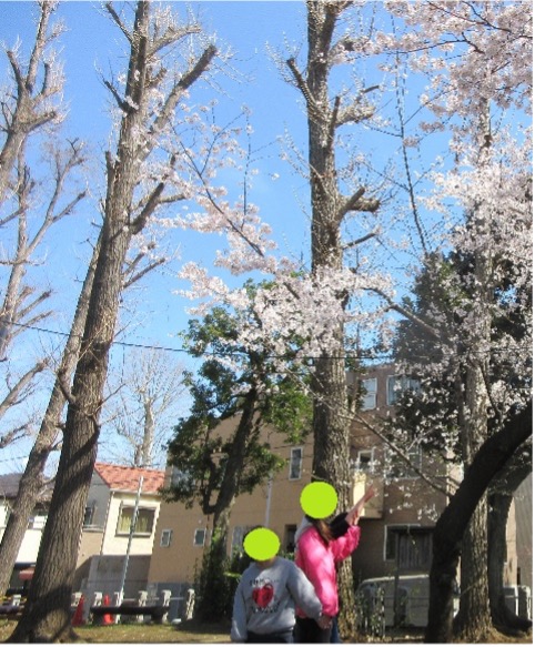 お花見の様子